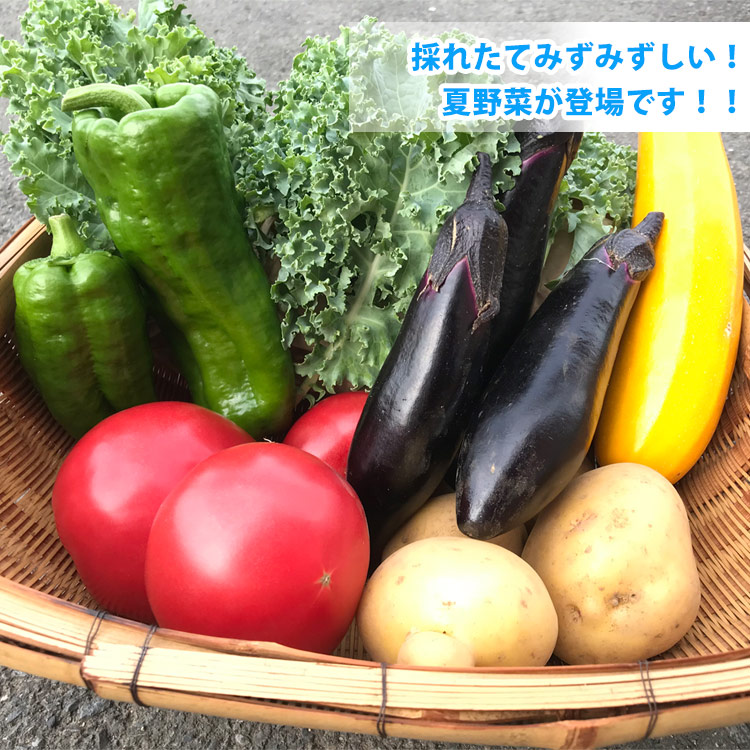 野菜セット こだわり野菜 10～12品
